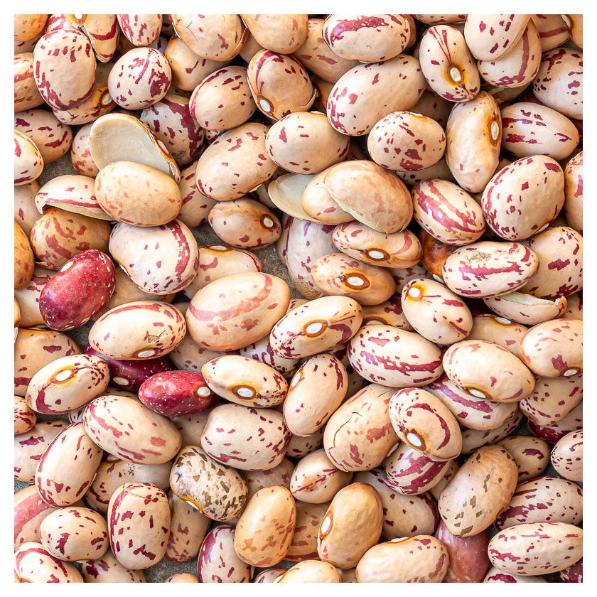 Trésors de Beauce - Organic Marble Beans - Ferme des Trois Rois (Bulk)